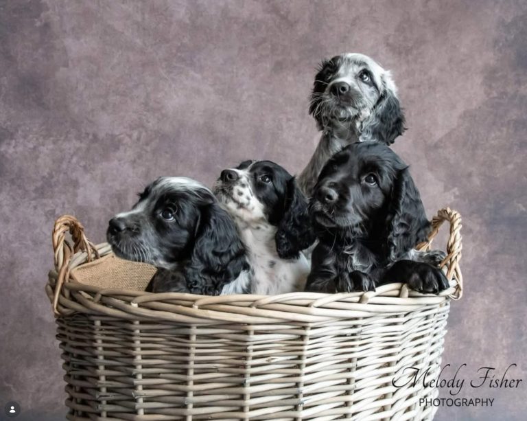 Photo Shoot: Dogs