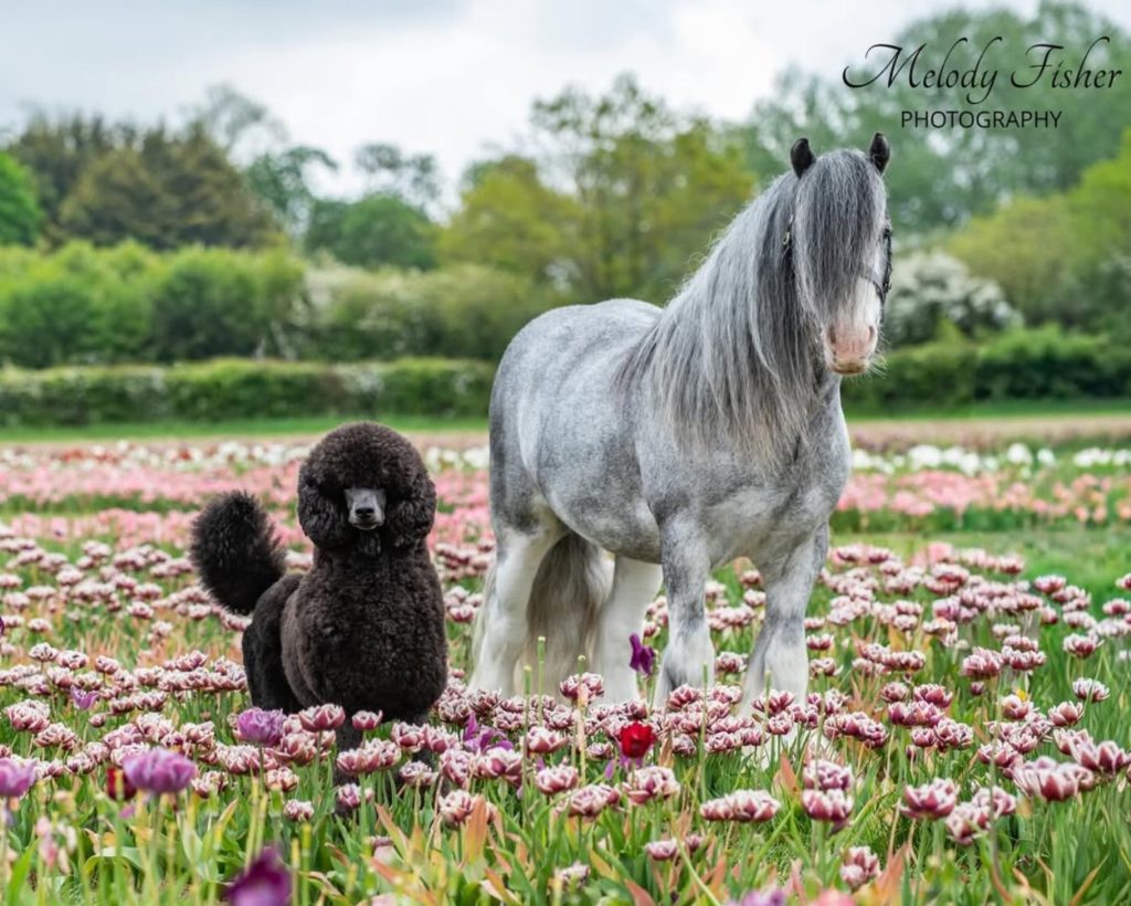 Photo Shoot - Horse & Dog