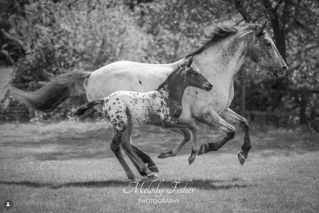 Photo shoot: Mare and Foal