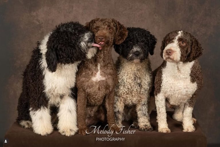 Photo Shoot: Pet Tips