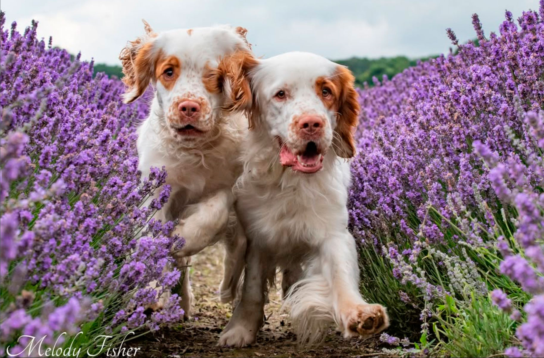 Photo Shoot: Pet Tips