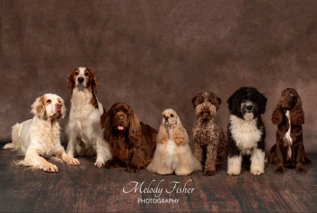 Photo Shoot: Pet Tips