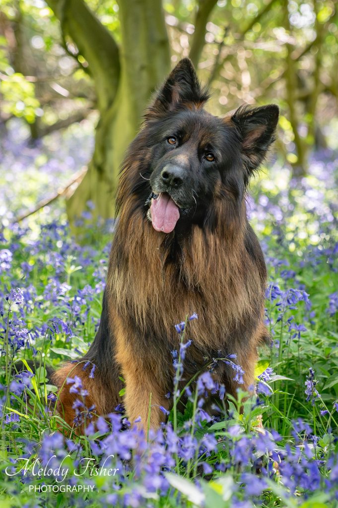 Photo Shoot: Pet Tips